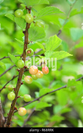 Amande japonais cerisier (Prunus tomentosa) Banque D'Images