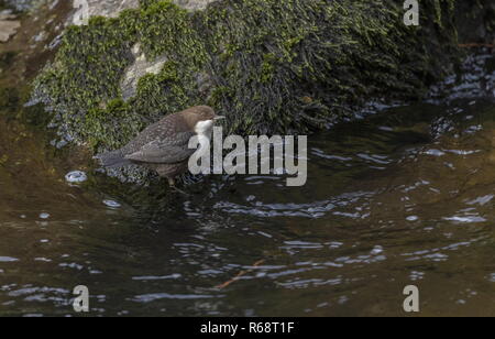 Cinclus cinclus, balancier, l'alimentation à gué en hiver, Exmoor Banque D'Images