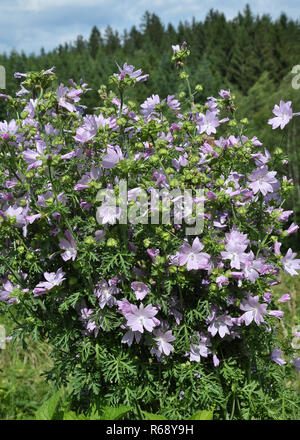 Musk mallow dans lit de jardin Banque D'Images