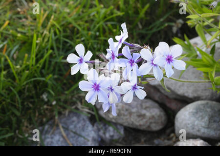 Phlox subulata, connu comme creeping phlox phlox mousse, mousse, rose, ou la montagne phlox Banque D'Images