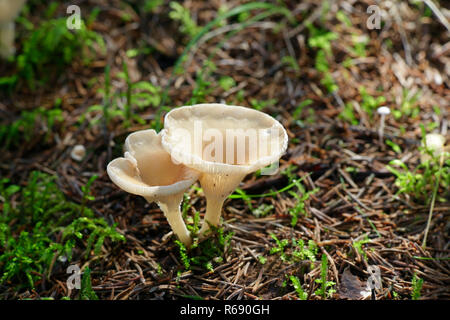 Clitocybe gibba, champignons entonnoir commun Banque D'Images