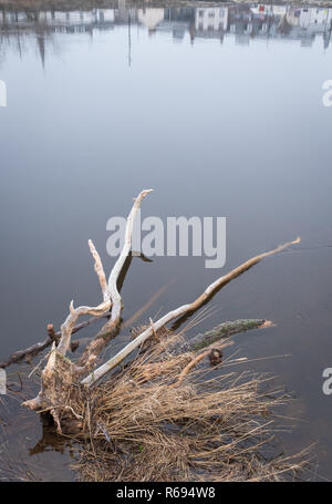 Vue sur le bois flotté sur la rivière Nith, Whitesands, dans le centre-ville de Dumfries Écosse avec l'eau calme et les reflets. Banque D'Images