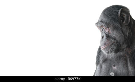 Portrait de chimpanzé curieux comme demander à une question, à fond blanc Banque D'Images