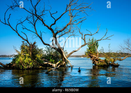 Arbre déraciné se trouve dans le lac Banque D'Images