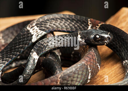 Snail-Eater Dipsas Serpent de genre, Colubrideae Copalinga , forêt amazonienne, l'Equateur, Banque D'Images