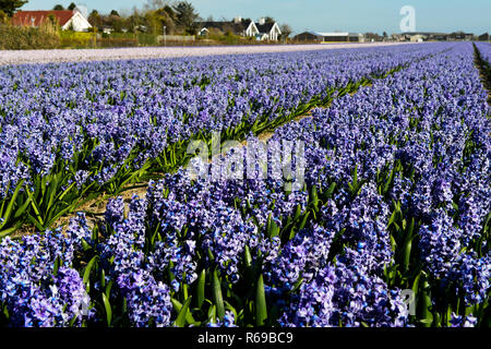 Surface de culture fleurs jacinthes bleues, Région de Bollenstreek, South-Holland, Pays-Bas Banque D'Images