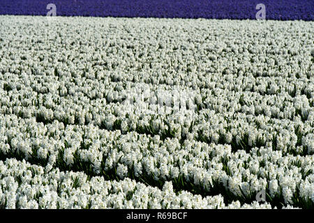 Domaine de fleurs de jacinthes blanches Bollenstreek, région, South-Holland, Pays-Bas Banque D'Images