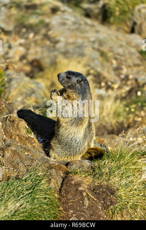 Marmotte des Alpes Marmota marmota , Saas-Fee, Valais, Suisse Banque D'Images