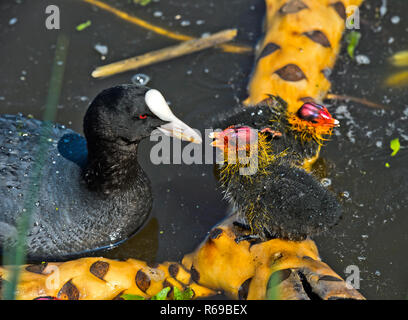 Eurasion Coot Fulica atra nourrir un poussin, Rails , Famille des Rallidae Kinderdijk, Pays-Bas Banque D'Images