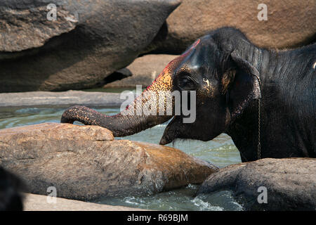 Lakshmi, l'éléphant sacré du temple hindou local dans Hampi, l'Inde bénéficie d'éclabousser autour dans la rivière locale au cours de son bain quotidien. Banque D'Images