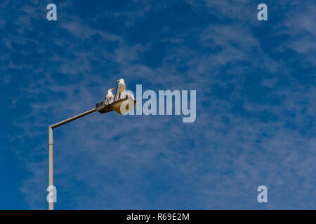 2 Goélands assis contre un ciel bleu sur une lampe de rue Banque D'Images