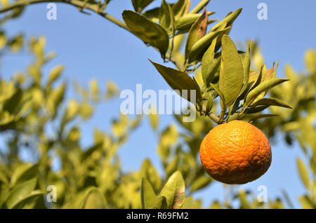 Mandarin Orange sur l'arbre Banque D'Images