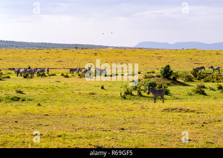 Vue sur la savane du Masai Mara au Kenya Parc Banque D'Images