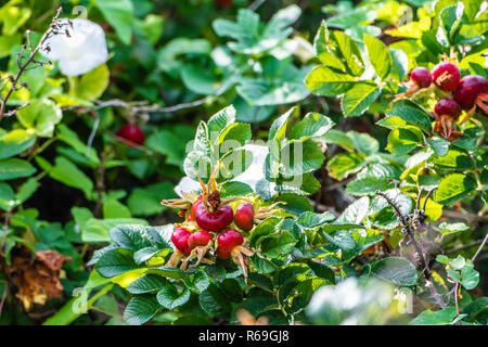 Fruits de Burnett Rose, Rosa spinosissima, sur les dunes de sable côtières. Banque D'Images