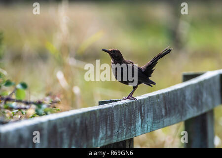 Blackbird pour mineurs posant sur une clôture en bois. Banque D'Images