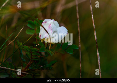 Fleur de Burnett Rose, Rosa spinosissima, sur les dunes de sable côtières. Banque D'Images