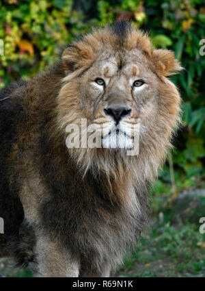 Lion d'Asie (Panthera leo persica), homme, portrait, animal captif, Allemagne Banque D'Images