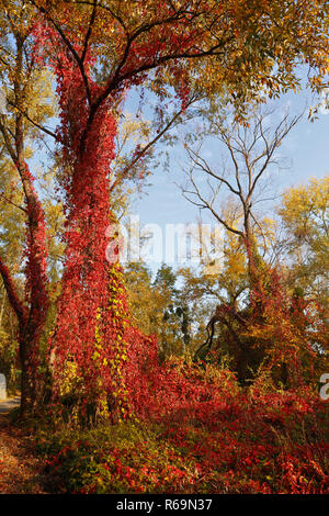 Vignes sur un arbre, le vin sauvage à l'automne, au milieu de la Réserve de biosphère de l'Elbe, Dessau-RoDessau, Saxe-Anhalt, Allemagne Banque D'Images