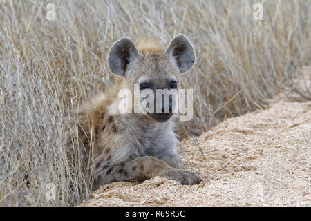 L'Hyène tachetée (Crocuta crocuta), Cub, en bordure d'un chemin de terre, Kruger National Park, Afrique du Sud Banque D'Images