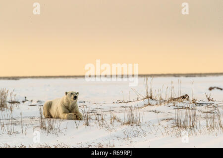 L'ours polaire (Ursus maritimus), jeune homme repose en fin d'après-midi au soleil, ouest de la Baie d'Hudson, à Churchill, Manitoba, Canada Banque D'Images