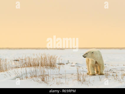 L'ours polaire (Ursus maritimus), jeune homme en fin d'après-midi au soleil, ouest de la Baie d'Hudson, à Churchill, Manitoba, Canada Banque D'Images