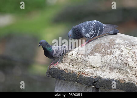 Pigeon (Columba livia) Banque D'Images