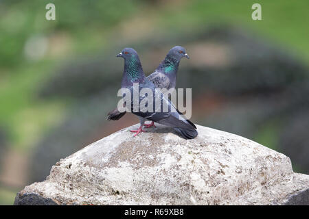 Pigeon (Columba livia) Banque D'Images