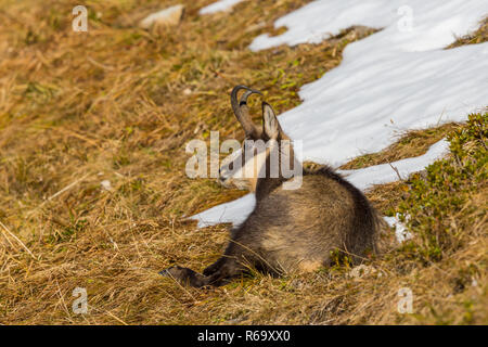 Naturel portrait chamois (Rupicapra rupicapra), situé dans les prairies à l'automne, la neige Banque D'Images