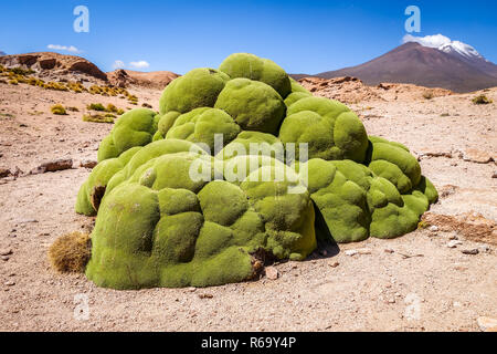Rock recouverts de mousse en sud lipez bolivien Banque D'Images