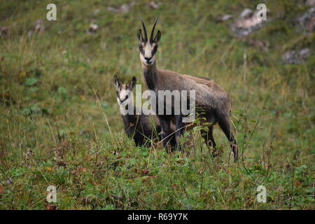 Chamois des Alpes (Rupicapra rupicapra) dans la nature au parc national de Berchtesgaden, Allemagne , Bavière Banque D'Images