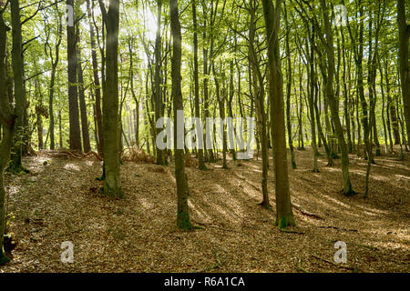 Darss forêt primitive en Allemagne Banque D'Images