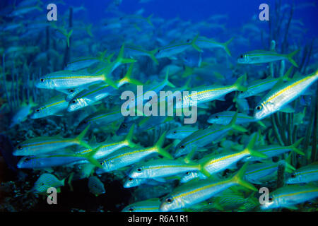 Essaim de poissons, Caraïbes Banque D'Images