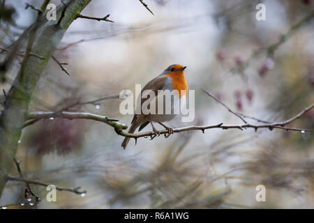 Robin (erithacus rubecula) perchée sur un arbre de Hawthorn aux baies rouges dans la forêt d'automne Banque D'Images