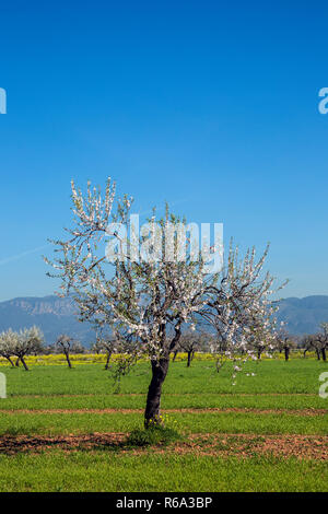 Les amandiers en fleurs dans une plantation sur Majorque, Espagne Banque D'Images