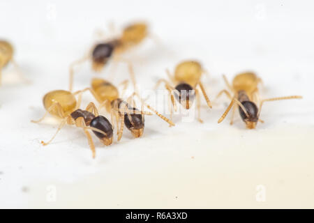 Tapinoma melanocephalum ghost fourmis se nourrissant d'aliments déversés dans une cuisine dans les tropiques Banque D'Images