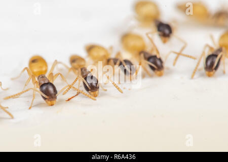 Tapinoma melanocephalum ghost fourmis se nourrissant d'aliments déversés dans une cuisine dans les tropiques Banque D'Images