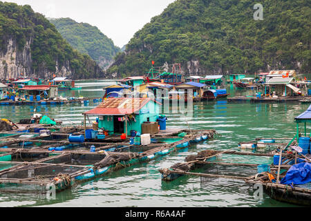 Village de pêcheurs flottant et des bateaux de pêche dans l'île de Cat Ba, au Vietnam, en Asie du sud-est. UNESCO World Heritage Site. Banque D'Images