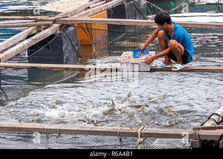 Village de pêcheurs flottant et des bateaux de pêche dans l'île de Cat Ba, au Vietnam, en Asie du sud-est. UNESCO World Heritage Site. Banque D'Images