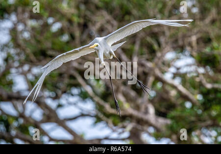 Grande Aigrette en vol. Vue de face. Nom scientifique : Ardea alba. Également connu sous le nom de la grande aigrette, aigrette ou (dans l'Ancien Monde) grande aigrette ou Banque D'Images