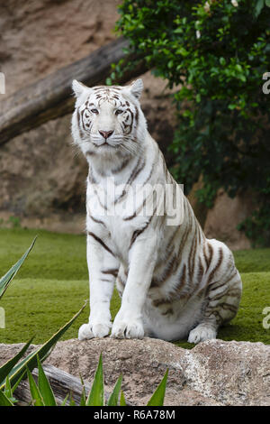 Portrait d'un tigre blanc. Le tigre blanc est une variante de la pigmentation du tigre du Bengale. Banque D'Images