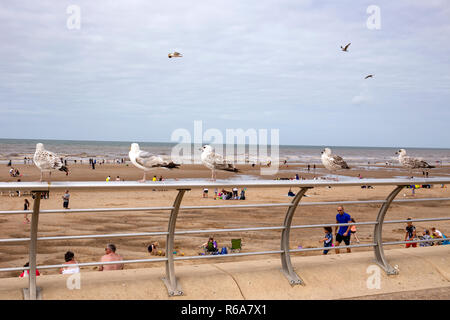 Je vais surveiller vous ! Mouettes affamées sur une balustrade en attente de nourriture sur la plage à Blackpool Lancashire UK Banque D'Images