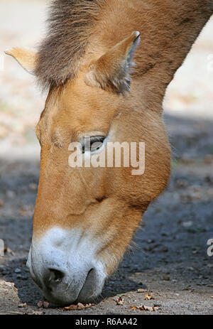 Close-up of przewalski equus ferus przewalskii Banque D'Images