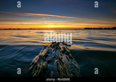 Coucher du soleil le long du bord des lacs de Flevoland. Morceau de bois flotté flottant échoués sur la côte avec une vue sur le paysage de polders hollandais. Banque D'Images