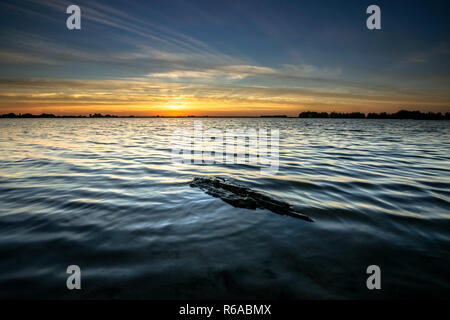 Coucher du soleil le long du bord des lacs de Flevoland. Morceau de bois flotté flottant échoués sur la côte avec une vue sur le paysage de polders hollandais. Banque D'Images