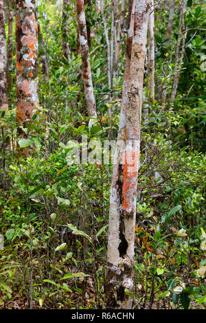 Des arbres dans la forêt tropicale de Madagascar Banque D'Images