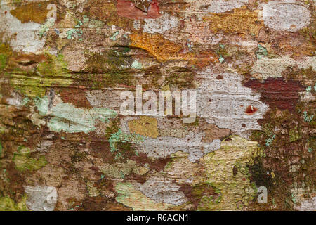 La texture de l'écorce, la trame de fond de toile ou Banque D'Images