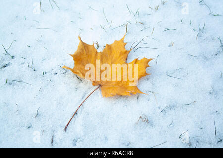 Feuille d'érable se trouve sur la première neige de l'hiver. Notion de changement de saison. L'hiver est ici Banque D'Images