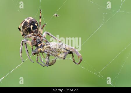 Orb weaver folié sillon / spider (Larinioides cornutus) se nourrit d'un green drake éphémère (Ephemera danica) pris dans son web riverside, Wiltshire, Royaume-Uni Banque D'Images