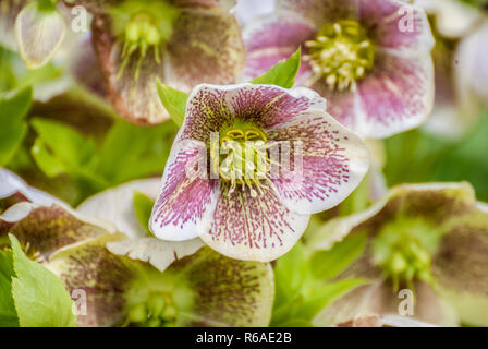 Hellebore moucheté rose fleurit au début du printemps. Banque D'Images