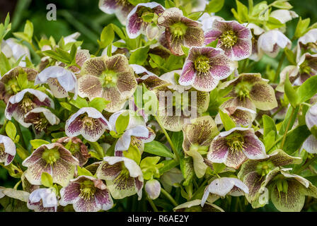 Hellebore moucheté rose fleurit au début du printemps. Banque D'Images